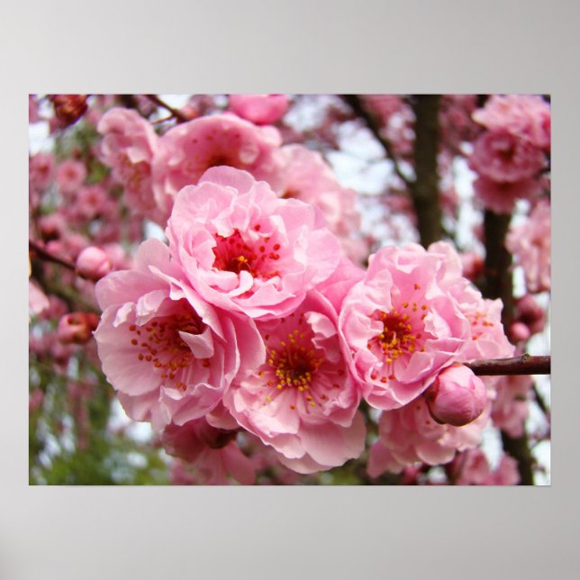 Pink Tree Blossoms Fine Art Prints Spring (Front)