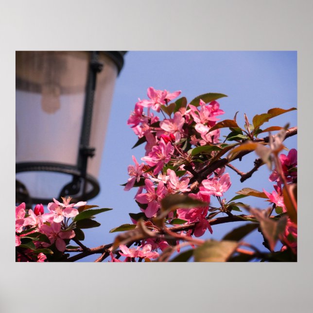 Pink Tree Blossoms Photo Value Poster Paper (Front)