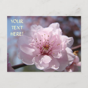 Pink Tree Blossoms Post Card Customise Text Spring