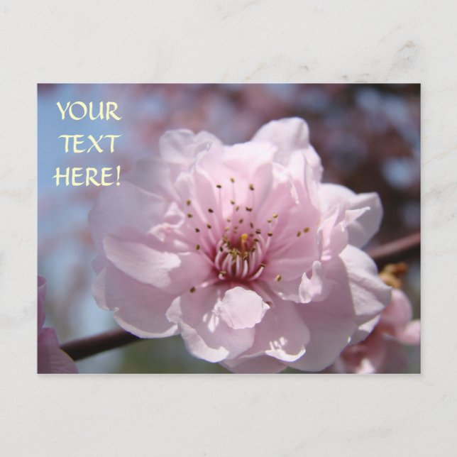 Pink Tree Blossoms Post Card Customise Text Spring (Front)