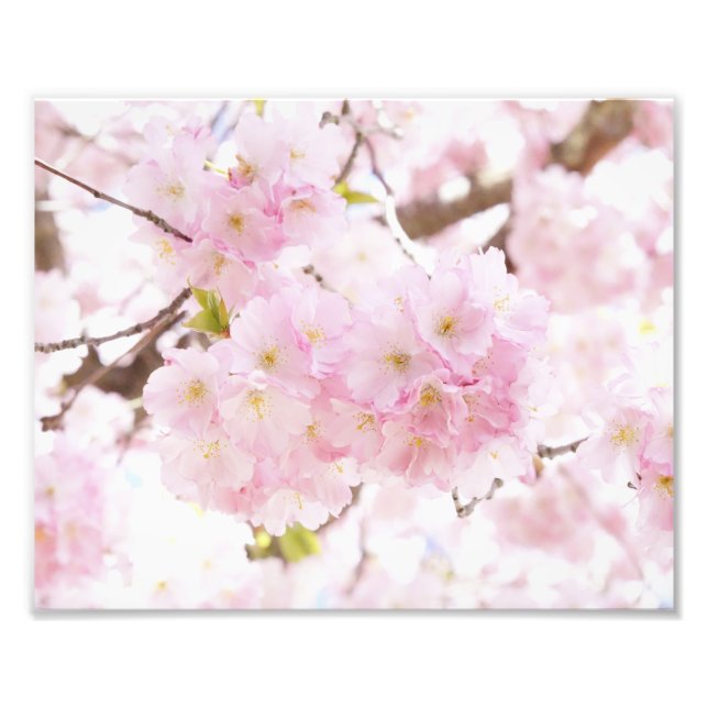 Pink Tree Sakura Cherry Blossom Photo Print (Front)