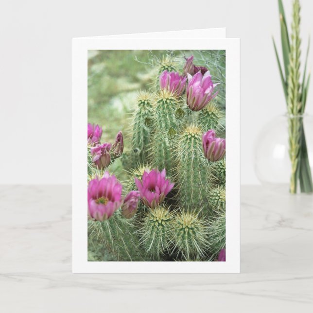 Pink Trill Bloom Cactus Greeting or Note Cards (Front)