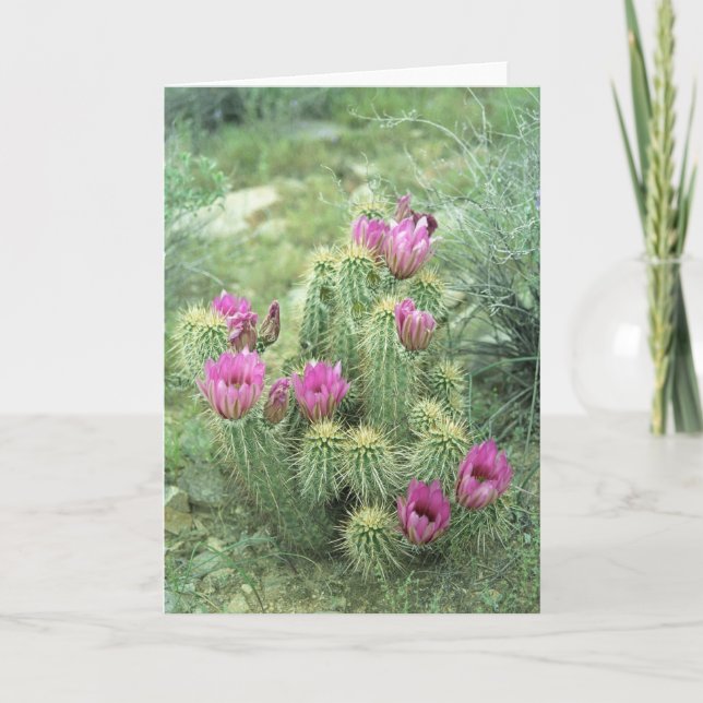 Pink Trill Desert Cactus Greeting or Note Cards (Front)