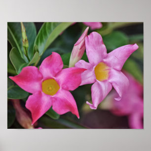 Pink Tropical Flowers Photographic Art Print