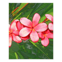 Pink Tropical Frangipani Art