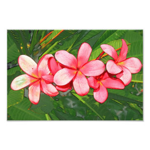 Pink Tropical Frangipani Art Photo Print