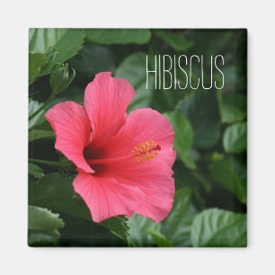 Pink Tropical Hibiscus Magnet