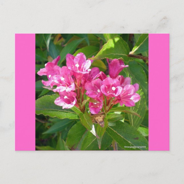 Pink Trumpet Flowers Postcard (Front)