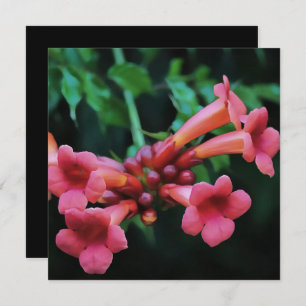 Pink Trumpet Honeysuckle Botanical Art Invitation