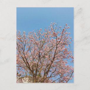 pink trumpet tree in full bloom postcard