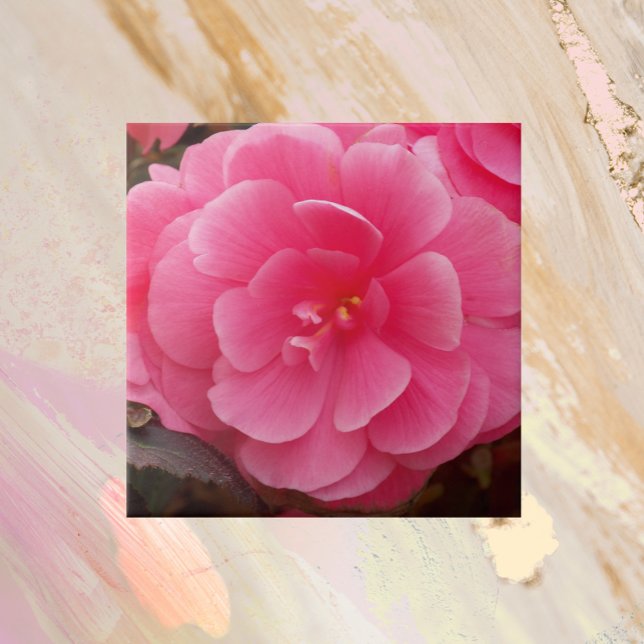 Pink Tuberous Begonia Floral Ceramic Tile (In Situ)