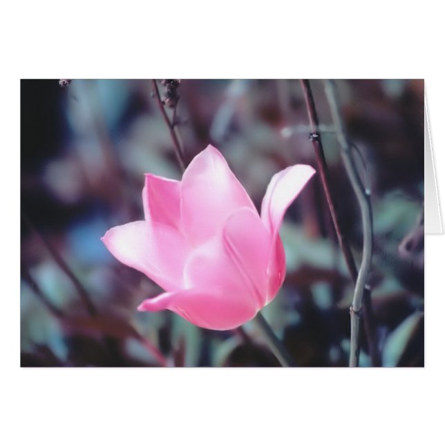 pink tulip (Front Horizontal)