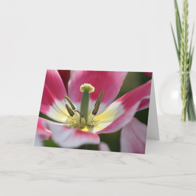 pink tulip birthday card (Front)