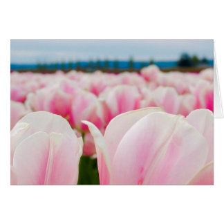 Pink Tulip Field