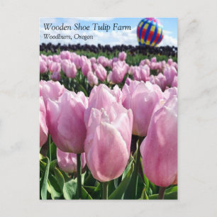 Pink Tulip Field with Hot Air Balloon, Oregon Post Postcard