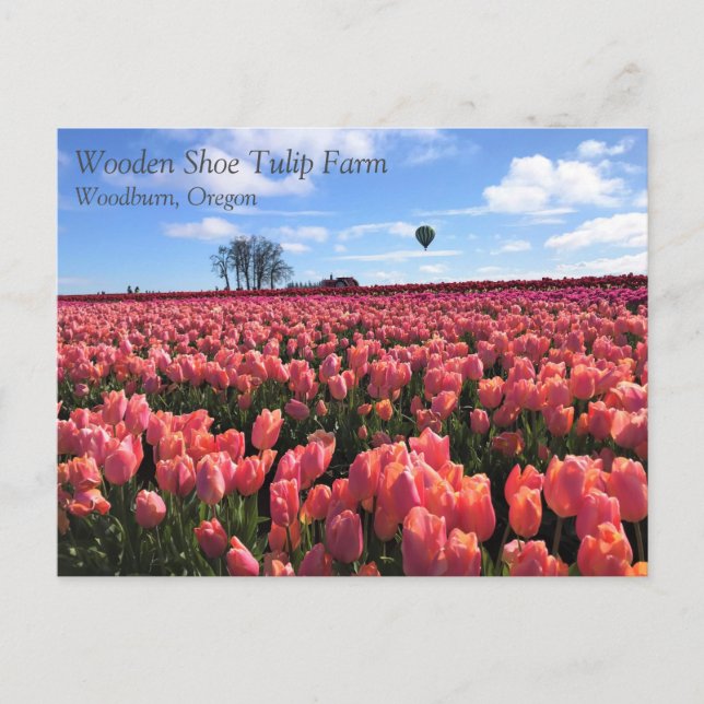 Pink Tulip Field with Hot Air Balloon, Oregon Postcard (Front)