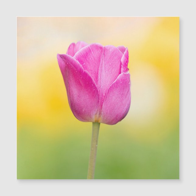 Pink Tulip Floral Art Print (Front)