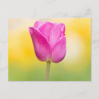 Pink Tulip Floral Art Print Postcard