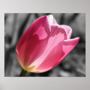 Pink Tulip Flower Black And White Poster