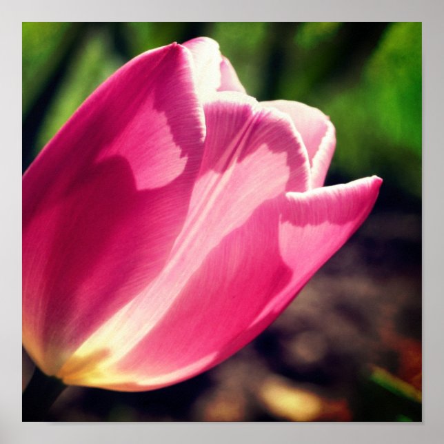 Pink Tulip Flower In Sunlight Close Up Poster (Front)