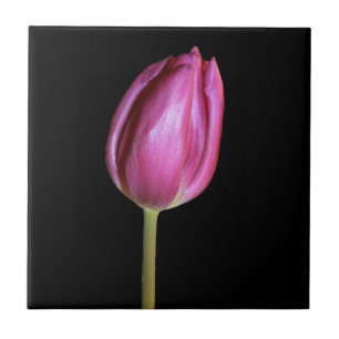 Pink Tulip Flower Photo Solid Black Background Tile
