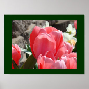 Pink Tulip Flowers art prints Floral Spring Garden