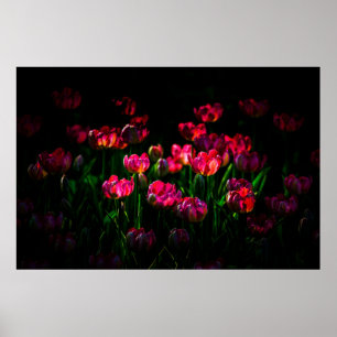 Pink tulip flowers poster