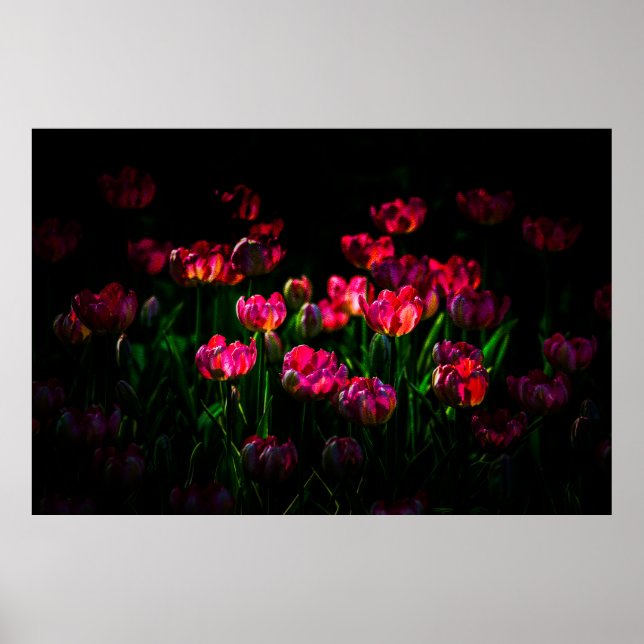 Pink tulip flowers poster (Front)