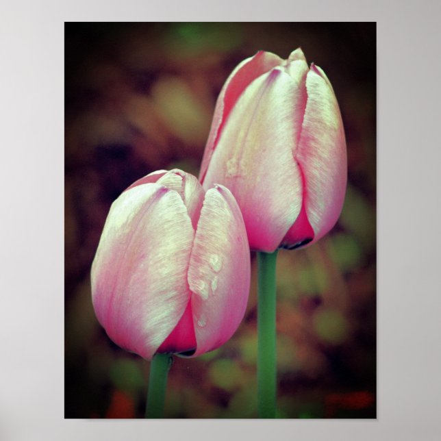 Pink Tulip Flowers With Raindrops  Poster (Front)