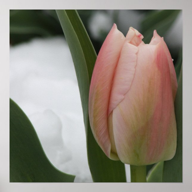 Pink Tulip in Snow Poster (Front)