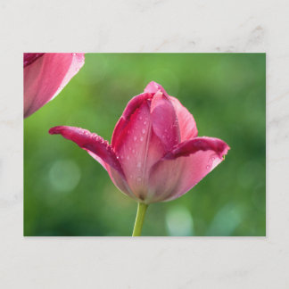 Pink tulip in the morning dew postcard