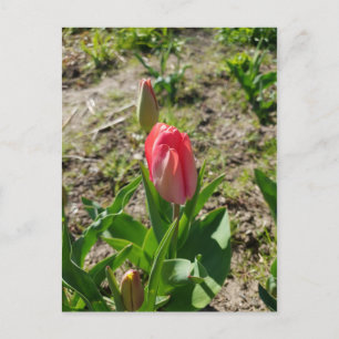 Pink Tulip in the Park Postcard