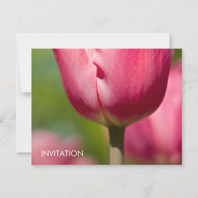Pink Tulip Macro DSC0852 Invitation (Front)