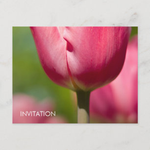 Pink Tulip Macro DSC0852 Invitation