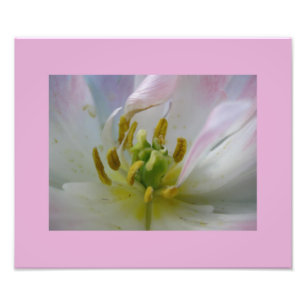 Pink Tulip Macro Photo Print