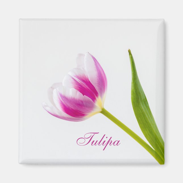 Pink Tulip  Magnet (Front)