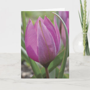Pink tulip Mother's Day card