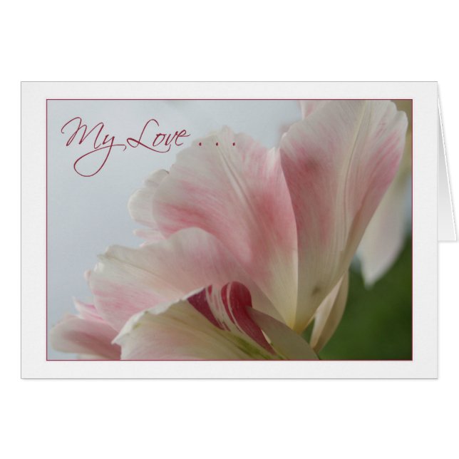 PINK TULIP ~ My Love (Front Horizontal)