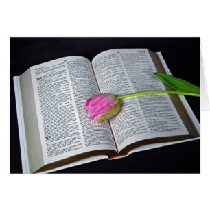 Pink Tulip On Bible Sympathy