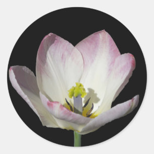 Pink Tulip on Black Classic Round Sticker