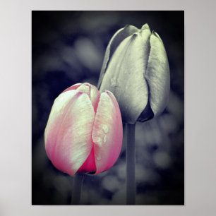 Pink Tulip Pair Black And White Partial Colour  Poster