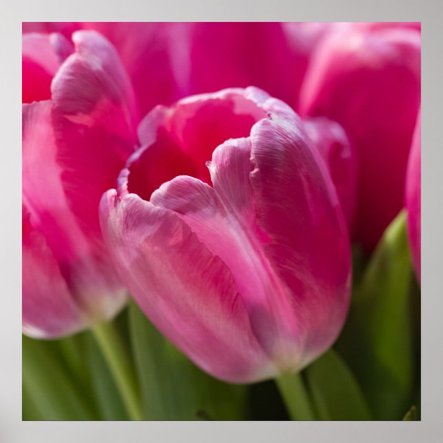 Pink Tulip Portrait Poster (Front)