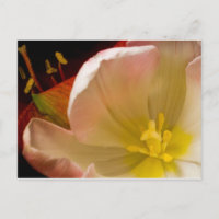 Pink Tulip