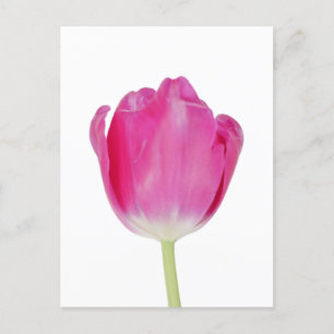 Pink Tulip Postcard