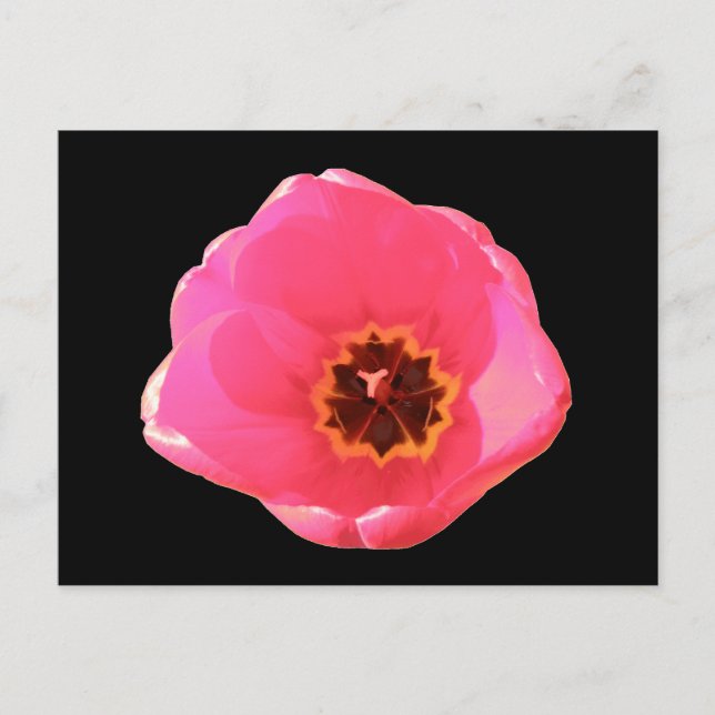Pink Tulip Postcard (Front)