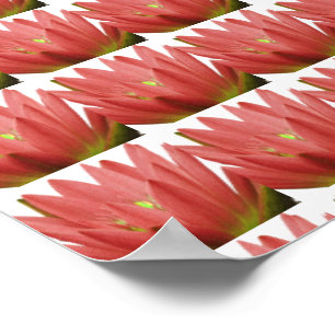 Pink Tulip Poster
