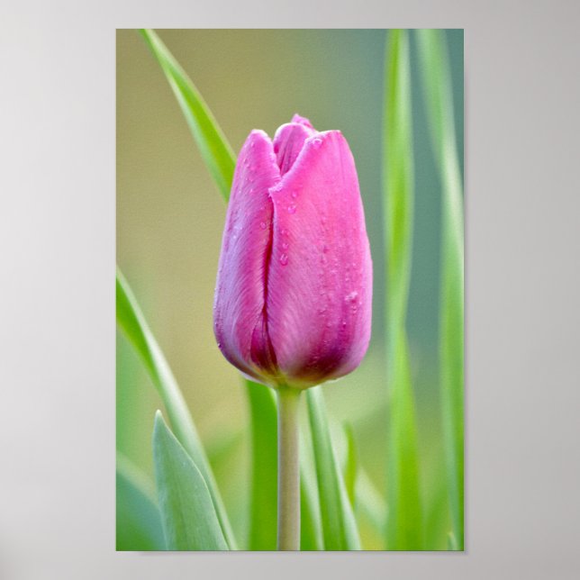 Pink Tulip Poster (Front)