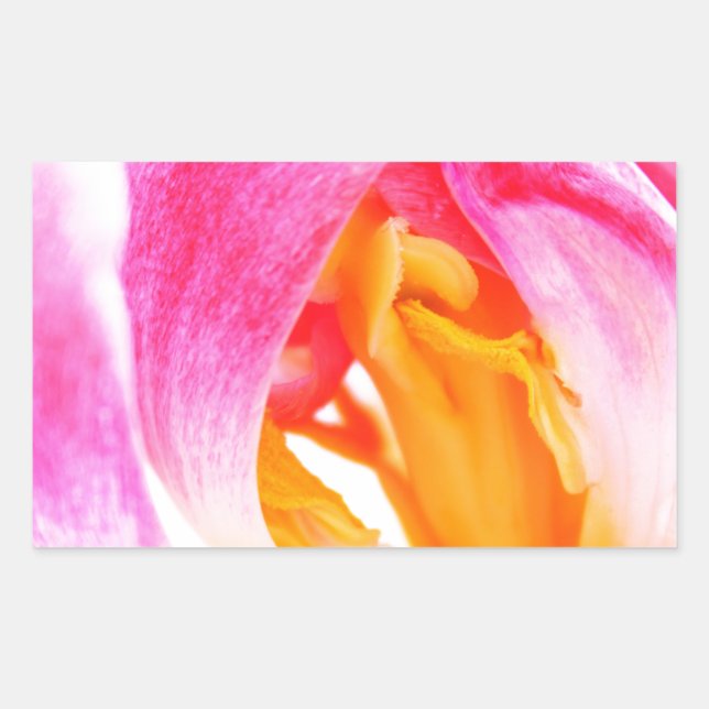 pink tulip rectangular sticker (Front)