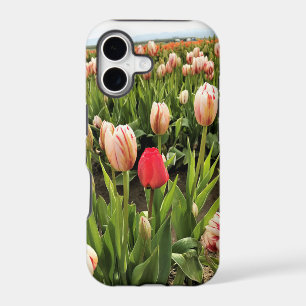 Pink Tulip Standing Out