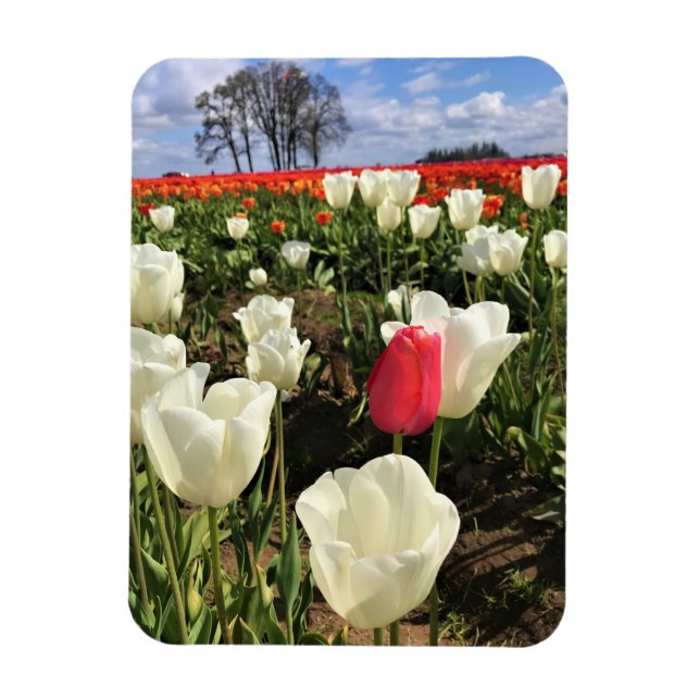 Pink Tulip Standing Out, Oregon Magnet (Vertical)